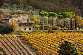 cottage with vineyards and pine trees, near Radda in Chianti, autumn, Chianti, Tuscany, Italy, Europe