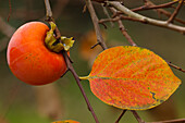 Kaki, Frucht, Kakibaum, lat. Diospyros kaki, Blatt, Herbst, Tuscany, Italy, Europe