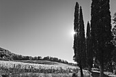 Weinreben, Weinfeld und Zypressen, bei Montalcino, Herbst, Val d´Orcia, UNESCO Weltkulturerbe, Toskana, Italien, Europa