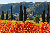 Abbazia di Sant Antimo, Abbey of Sant Antimo, monasrtry, 8th century, vineyard and cypresses, near Montalcino, autumn, Val d´Orcia, UNESCO World Heritage Site, Tuscany, Italy, Europe