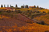 Landhäuser, Weinfelder und Zypressen, bei Montalcino, Herbst, Val d´Orcia, UNESCO Weltkulturerbe, Toskana, Italien, Europa
