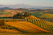 cottage, vineyards, olive trees, cypresses, near S. Quirico d´Orcia, autumn, Val d´Orcia, UNESCO World Heritage Site, Tuscany, Italy, Europe