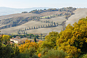 country road with cypresses, cottage, La Foce, near Chanciano Terme, autumn, Tuscany, Italy, Europe