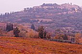 vineyards, cypresses, autumn, Montepulciano, hilltown, Tuscany, Italy, Europe
