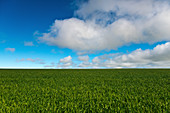 Wheat field near Lake Dumbleyang in Western Australia