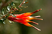 Flowering Lambertia intermis in Cape le Grand National Park in Western Australia