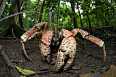 Robber Crab, Birgus latro, Christmas Island, Australia