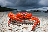 Christmas Island Red Crab at Ethel Beach, Gecarcoidea natalis, Christmas Island, Australia