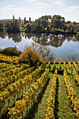 Blick über Weinberg nahe Schloss Johannisburg am Fluss Main im Herbst, Aschaffenburg, Spessart-Mainland, Bayern, Deutschland