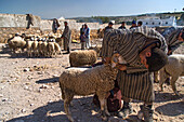 to get them ready to be sold, the lambs and sheep are carefully prepared by their shepherd, the berber market of ida oudgourd, ecotourism and hiking, a solely men's market, essaouira, mogador, atlantic ocean, morocco, africa