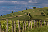 vineyards of sancerre, (18) cher, centre - loire valley, france
