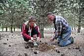 gathering white truffles with jack and christelle bois, nottonville (28), france
