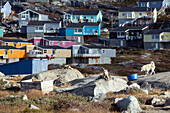 sled dogs in front of the colorful little wooden houses, ilulissat, greenland