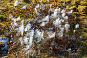 greenlandic cotton in the middle of the marshlands, ilulissat, greenland