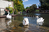swans on the banks of the eure, ivry-la-bataille (27), france