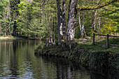 etang de la herse lake, remarkable forest, belleme (61), town in the regional park of the perche, village of character, normandy, france