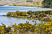 broom on the banks of the lake lough beagh, glenveagh national park, county donegal, ireland