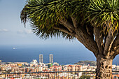 santa cruz de tenerife, island of tenerife, canary islands, spain, europe