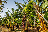 banana plantation, banana tree, bananas, island of tenerife, canary islands, spain, europe