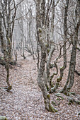 beech trees, mercoire forest (48), lozere, region of occitanie, france