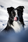 jager, a border collie, reporting on avalanche dog handlers, training organized by the anena with the approval of the civil security department, les-2-alpes (38), france