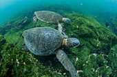 Pacific green sea turtles (Chelonia mydas) underwater on Fernandina Island, Galapagos, Ecuador, South America