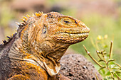 An adult Galapagos land iguana (Conolophus subcristatus), head detail, North Seymour Island, Galapagos, Ecuador, South America