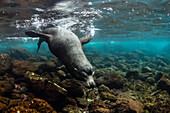 Bull Galapagos sea lion (Zalophus wollebaeki) underwater at Santiago Island, Galapagos, Ecuador, South America