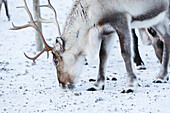 Close up of a reindeer, Abisko, Kiruna Municipality, Norrbotten County, Lapland, Sweden, Scandinavia, Europe