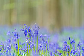 Close-up of bluebell flowers, Halle, Flemish Brabant province, Flemish region, Belgium, Europe