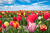 Multicoloured tulip field, Yersekendam, Zeeland province, Netherlands, Europe