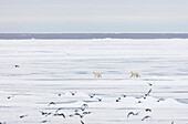 Polar bear (Ursus maritimus), Spitsbergen, Svalbard, Arctic, Norway, Europe