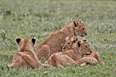Four lion (Panthera leo) cubs, Ngorongoro Crater, Tanzania, East Africa, Africa