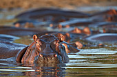 Hippopotamus (Hippopotamus amphibius) in a hippo pool, Serengeti National Park, Tanzania, East Africa, Africa