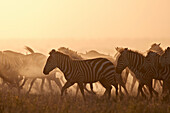 The Migration, common zebra (plains zebra) (Burchell's zebra) (Equus burchelli), Serengeti National Park, Tanzania, East Africa, Africa