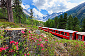 Bernina Express train surrounded by rhododendrons, Morteratsch, Engadine, Canton of Graubunden, Switzerland, Europe