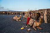 Afar man loading a camel in a camp on the foot of Erta Ale, Danakil depression, Ethiopia, Africa