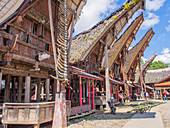Row of traditional houses (tongkonan), Tana Toraja, Sulawesi, Indonesia, Southeast Asia, Asia