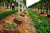 France, Aquitaine, Pyrenees Atlantiques,  region of Bearn, Gan, Jurancon vineyard