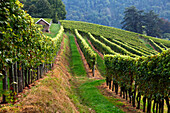 France, Aquitaine, Pyrenees Atlantiques,  region of Bearn, Gan, Jurancon vineyard