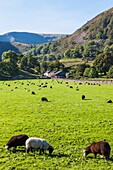 England, Cumbria, Lake District, Ullswater, Farm at Glenridding