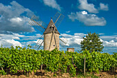 France, Gironde, Montagne, windmills of Calon appearing in the AOC St Georges-St Emilion vineyard