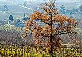 France, Gironde, St Hippolyte, Chateau Lassegue vineyard, AOC St Emilion Grand Cru Classe (UNESCO World Heritage)