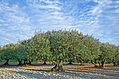 France, Herault, olive trees plantation