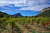 France, Herault, Pic-Saint-Loup, protected natural site, vineyard AOC hills of Languedoc