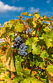 France, Gironde, AOC Fronsac vineyard, Merlot vine stock