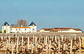France, Gironde, Medoc, AOC St Estephe vineyard, Chateau de Pez