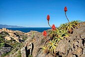 Europe,Espagne,Catalogne,Costa Brava,Cadaques, cap  Creus.