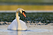 Mute Swan - Cygnus olor, Crete