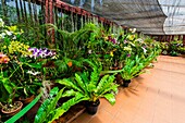 Orchids, Royal Botanical Gardens, Peradeniya, Kandy, Central Province, Sri Lanka